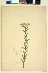 Page 259. Trachymene
